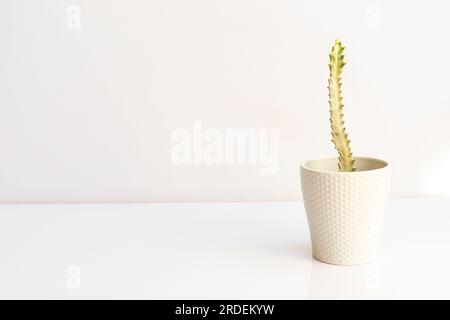 White ghost candle stick tree Euphorbia lactea plant isolated on a white background Stock Photo