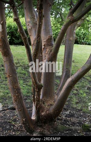 Paperbark maple (Acer griseum), trunk, Lower Saxony, Germany Stock Photo