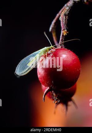 The Wing Of A Common Green Lacewing (Chrysoperla Carnea) With Dewdrops ...