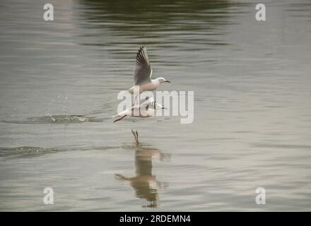 Seaside Duo: Two Black-headed Gulls Soar Above the Sea Stock Photo