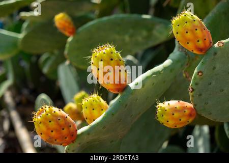 Chumbera, 'nopal' Es Ravellar, Campos, Mallorca, Balearic islands, Spain Stock Photo