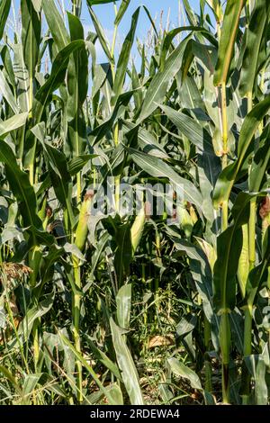 Corn stigmas on young cobs among foliage in an agricultural field. Corn silk. Israel Stock Photo