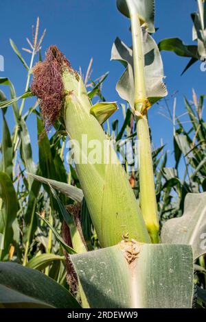 Corn stigmas on young cobs among foliage in an agricultural field. Corn silk. Israel Stock Photo