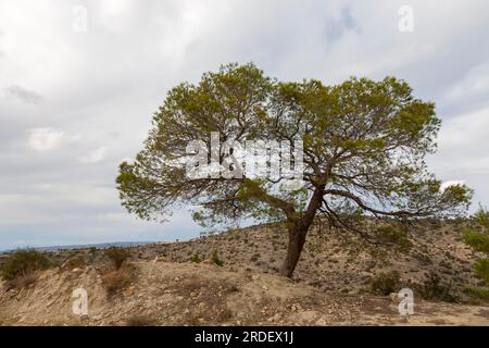 In the Troodos Mountains, Cyprus Stock Photo