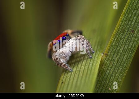 Portrait shot of a male Maratus gemmifer, a Peacock spider from Western Australia Stock Photo