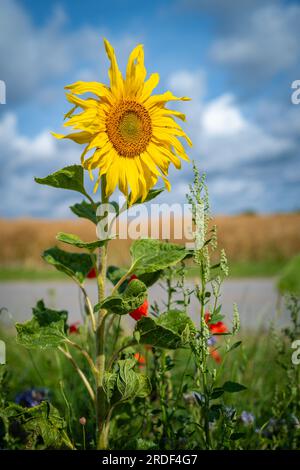 next to a small road there is a flowering strip with sunflowers, poppies and cornflowers for the insects Stock Photo