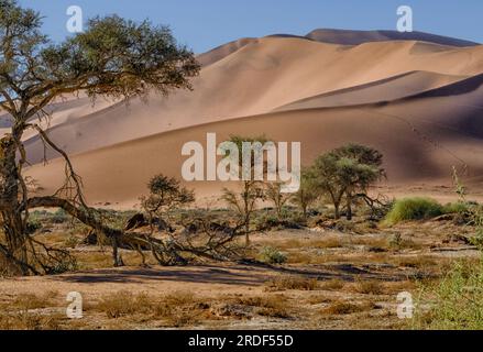 Landscape with red sand dunes, desert grasses and African Acacia trees, Sossusvlei, Namibia Stock Photo