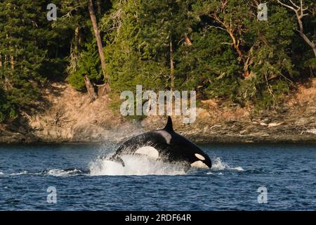 Side view of a transient orca breaching during a sea lion hunt Stock Photo