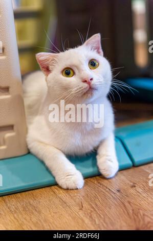 A cute looking white indoor cat lying down Stock Photo