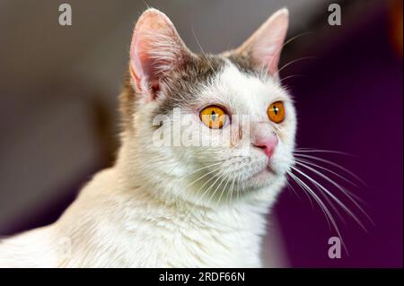 A concerned looking white cat Stock Photo