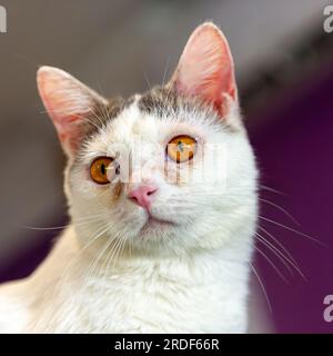 A concerned looking white cat Stock Photo