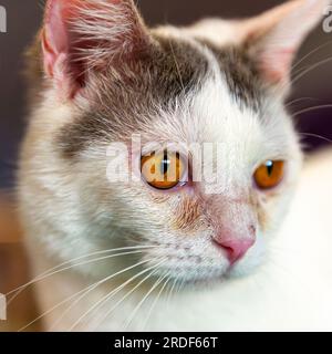A concerned looking white cat Stock Photo