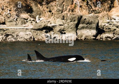 Closeup view of transient killer whale T038A, Dana, in the Salish Sea Stock Photo
