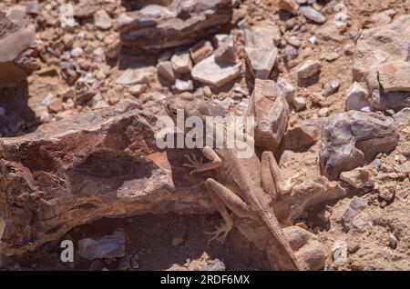 Lizard on hot rocks in the Judean Desert Stock Photo