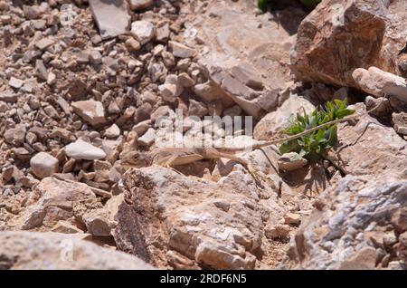 Lizard on hot rocks in the Judean Desert Stock Photo