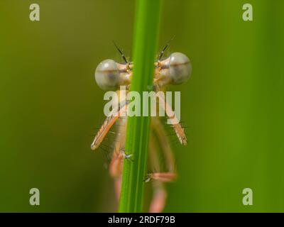 Dragonfly on a leaf, photo very large. Stock Photo
