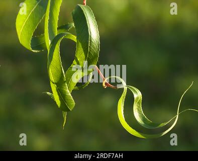 Willow leaves exposed on a green background. Stock Photo