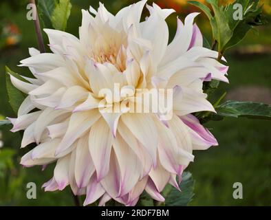 White dahlia flower in garden Stock Photo