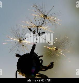 Dandelion with raindrops, bottom view. Stock Photo