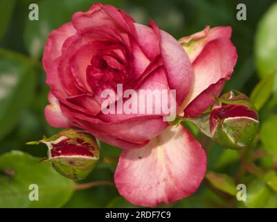 Pink rose, close up photo. Stock Photo