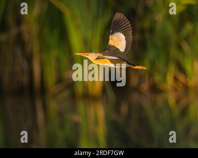 Little bittern in flight against a background of green plants. Stock Photo