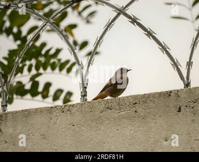 Black redstart surrounded by a razor chain. Stock Photo