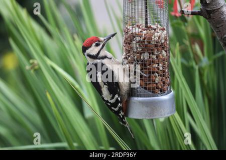 Juvenile Great Spotted Woodpecker (Dendrocopus major) Feeding in a Garden Environment, UK. Stock Photo