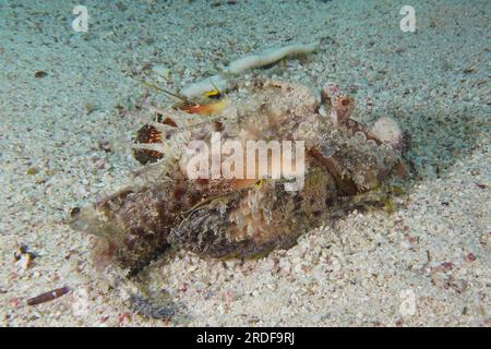 Red Sea Walkman Filament Devilfish (Inimicus filamentosus) Devilfish, Dive Site House Reef, Mangrove Bay, El Quesir, Red Sea, Egypt Stock Photo