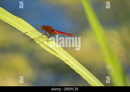 Scarlet dragonfly (Crocothemis erythraea) on reed stalk, Hesse, Germany Stock Photo