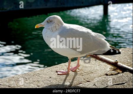 Herring Gull Stock Photo