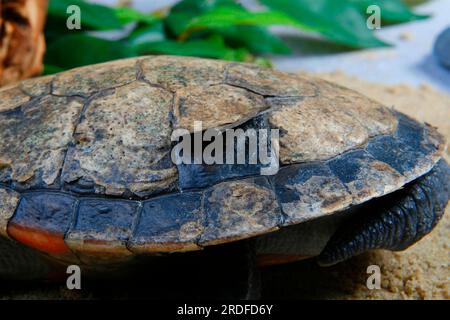 Red bellied short necked turtle (Emydura subglobosa), moulting on shell Stock Photo