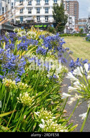 Blue and white Agapanthus flowers in bloom at New Steine Square Kemptown Brighton  , Sussex , England UK Stock Photo