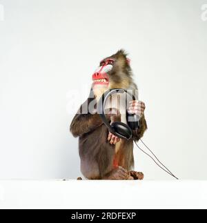 Mandrill Monkey in the studio. Stock Photo