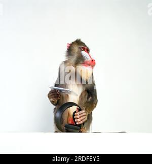 Mandrill Monkey in the studio. Stock Photo