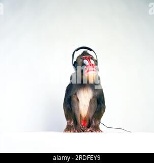 Mandrill Monkey in the studio. Stock Photo