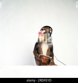 Mandrill Monkey in the studio. Stock Photo