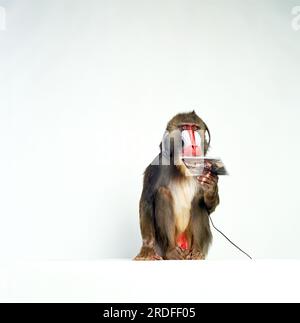 Mandrill Monkey in the studio. Stock Photo