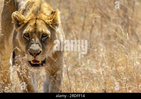 PHOTOGRAPH OF A LION TAKEN FROM A TOYOTA LAND CRUISER IN THE NGORONGORO CONSERVATION AREA IN TANZANIA IN AUGUST 2022 Stock Photo