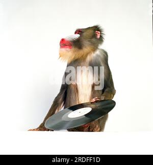 Mandrill Monkey in the studio. Stock Photo