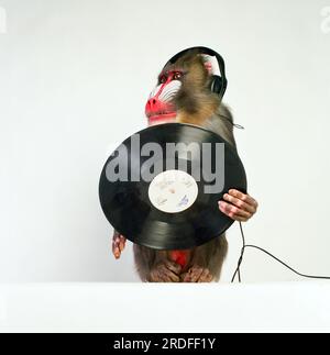 Mandrill Monkey in the studio. Stock Photo