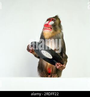 Mandrill Monkey in the studio. Stock Photo