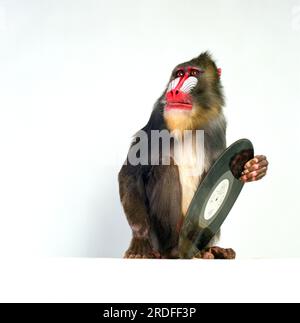 Mandrill Monkey in the studio. Stock Photo