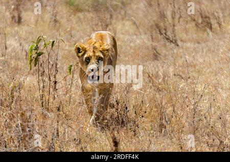 PHOTOGRAPH OF A LION TAKEN FROM A TOYOTA LAND CRUISER IN THE NGORONGORO CONSERVATION AREA IN TANZANIA IN AUGUST 2022 Stock Photo