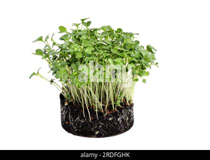 Young green broccoli sprouts on the ground. Close-up of young green sprouts of microgreens on a white background. Growing microgreens of broccoli at h Stock Photo
