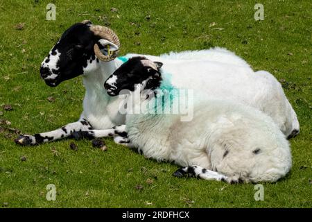 A Rough Fell ewe with its two lambs (one partly hidden) on either side, Askham Fell, Lake District National Park, Cumbria, UK Stock Photo