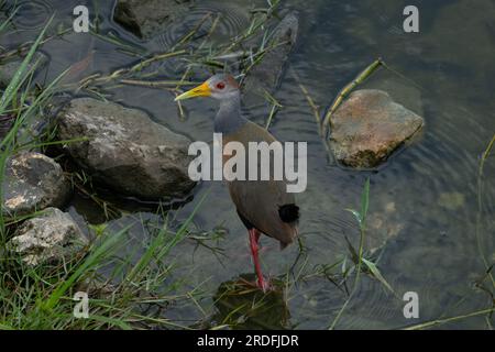 A Russet-naped Wood-Rail, Aramides albiventris, in the Crooked