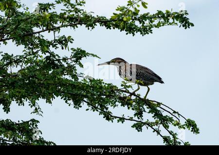 An immature Green Heron, Butorides virescens, in a tree in the Crooked Tree Wildlife Sanctuary in Belize. Stock Photo