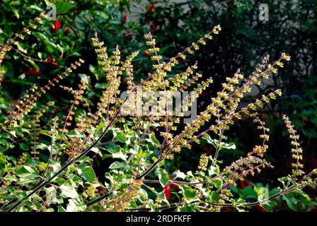 Sacred Basil Ocimum tenuiflorum Linn Ocimum sanctum Linn