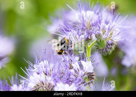 Bumblebee collects pollen nectar from 'Phacelia' flowers. Selective focus, blurred background. Flower also known as 'scorpion weed', 'purple tansy' Stock Photo