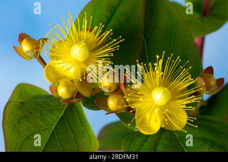 St. John's wort 'Magic White' (Hypericum x inodorum) Stock Photo